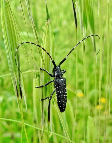 Agapanthia irrorata