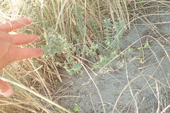 Pimelea villosa