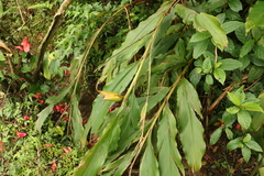 Alpinia zerumbet