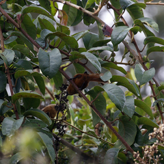 Cinnycerthia unirufa