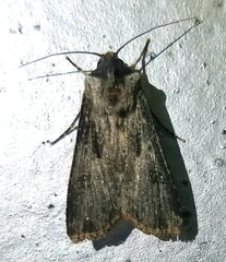 Agrotis malefida