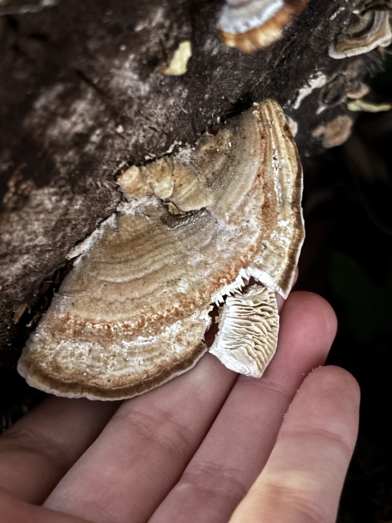 Gilled Polypore · May 2026 · photo: Photo: (c) reagan peschke, some rights reserved (CC BY) · iNaturalist