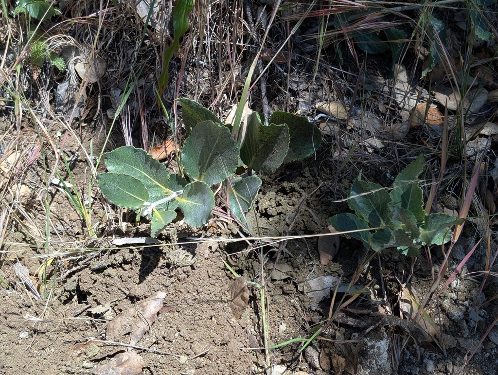 Asclepias californica; photograph (c) Ken-ichi Ueda, some rights reserved (CC BY)