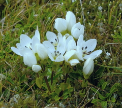 Gentianella bellidifolia