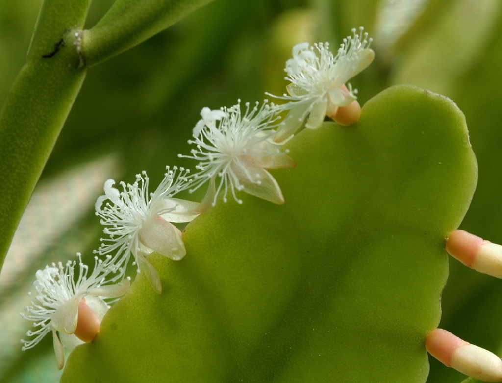 Rhipsalis crispata