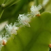 Rhipsalis crispata - Photo (c) David Midgley, algunos derechos reservados (CC BY-NC-ND)