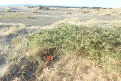 Pimelea villosa