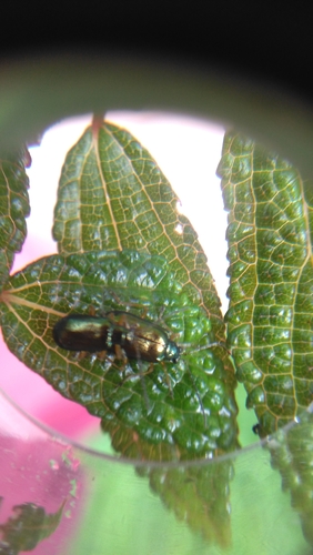 Dercetina shirozui
