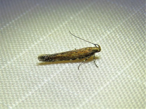 Gnorimoschema saphirinella photo 5