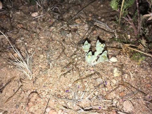 mesquite neststraw (Stylocline sonorensis)