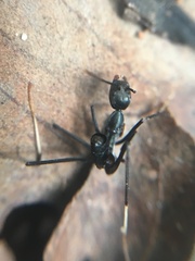 Leptomyrmex unicolor