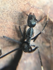 Leptomyrmex unicolor