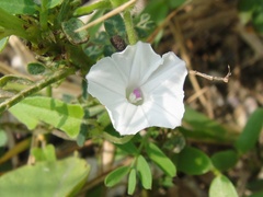 Ipomoea biflora