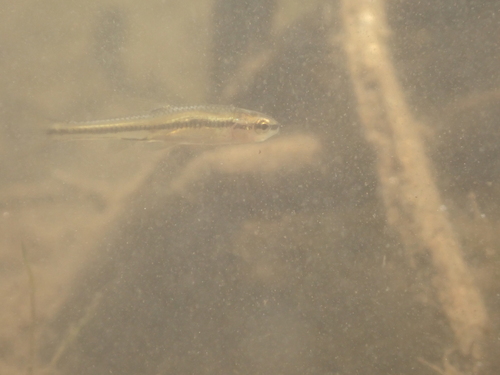 Blacknose shiner (Notropis heterolepis) — Cyprinidae