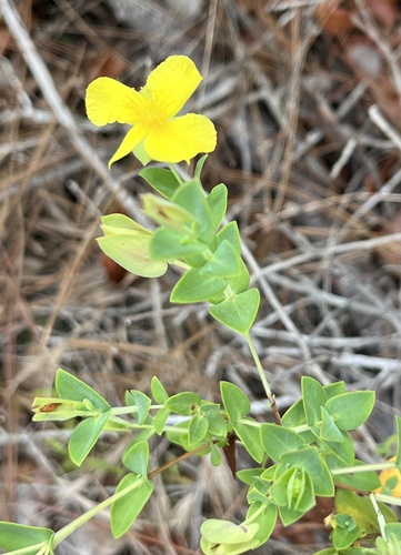 fourpetal St. Johnswort