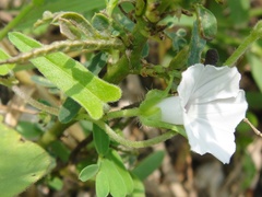Ipomoea biflora