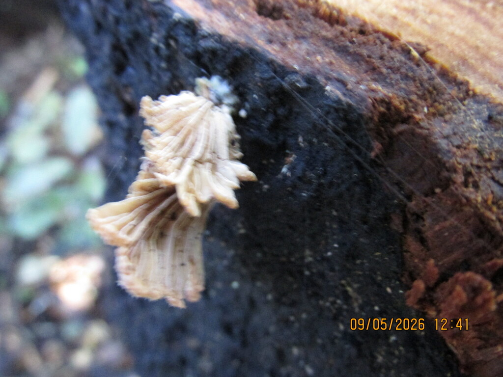 Schizophyllum commune · May 2026 · photo: © edmonds5 (iNaturalist, cc-by)
