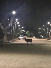 Cervus elaphus corsicanus