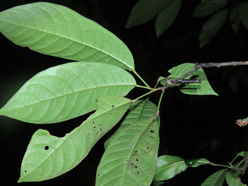 Sagotia racemosa, 2026-04-24