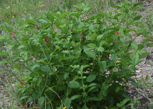 Stachytarpheta mutabilis, photograph 3