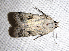 Proteuxoa amaurodes