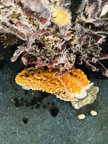 Anteaeolidiella oliviae