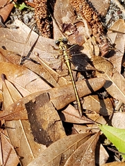 Phanogomphus minutus