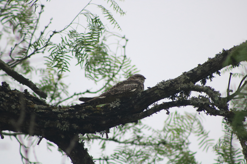 Common Nighthawk (Chordeiles minor), photo 5