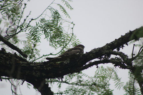 Common Nighthawk (Chordeiles minor), photo 6