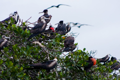 Fregata magnificens