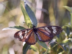 Actinote thalia pyrrha