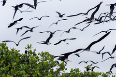 Fregata magnificens