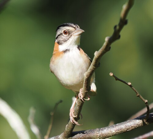 Rufous-collared Sparrow