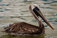 Pelecanus thagus