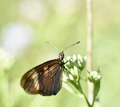 Actinote thalia pyrrha