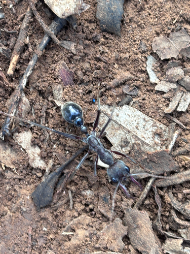 Inch Ant