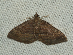 Chrysolarentia bichromata