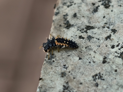 Asian Lady Beetle