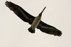Pelecanus thagus