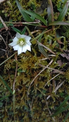 Gentiana flavomaculata