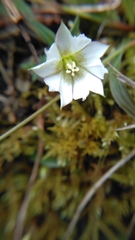 Gentiana flavomaculata