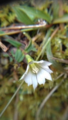 Gentiana flavomaculata