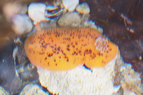 Peltodoris nobilis