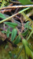 Gentiana flavomaculata