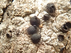 Navicella