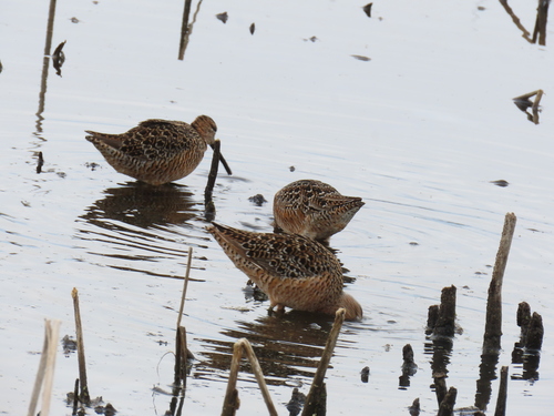 Long-billed Dowitcher