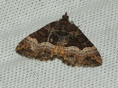 Chrysolarentia lucidulata
