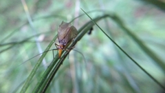 Mecoptera