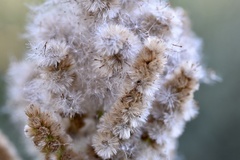 Pterocaulon polystachyum