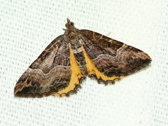 Chrysolarentia lucidulata